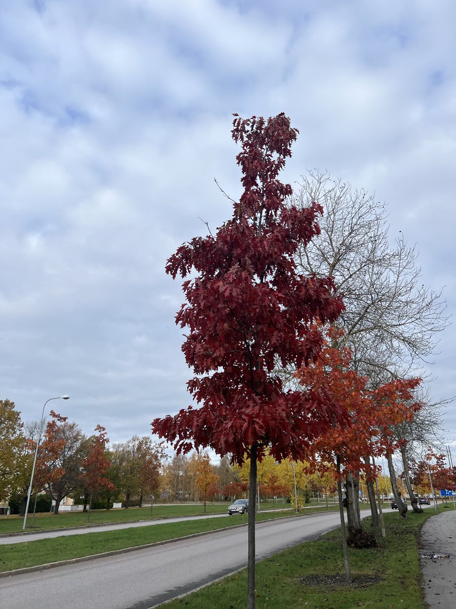 BashirMoustafa's tweet image. Sunday long run: ✅
Powered by coffee and autumn magic 🍂☕🏃🏻‍♂️🏃🏻‍♂️🏃🏻‍♂️
#run #runner #running #Autumn