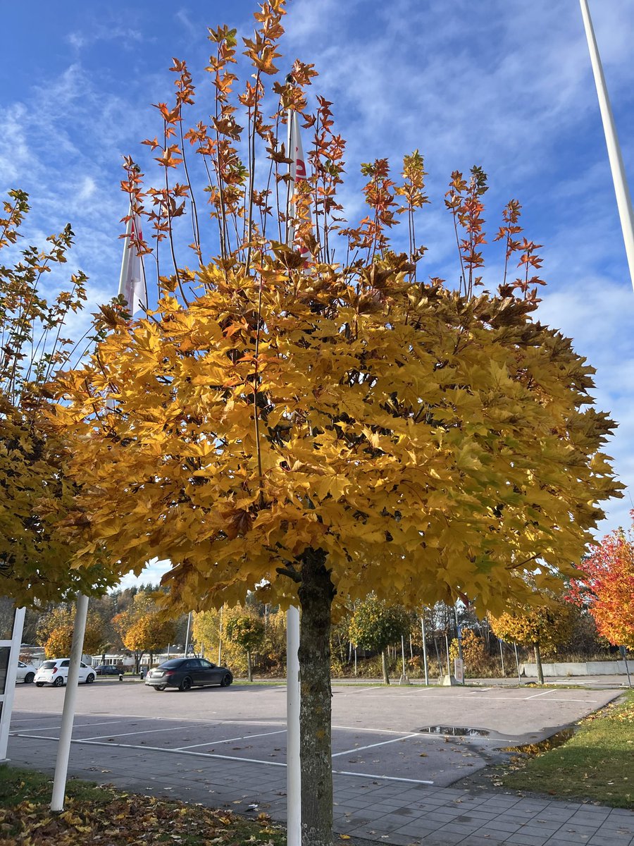 BashirMoustafa's tweet image. Sunday long run: ✅
Powered by coffee and autumn magic 🍂☕🏃🏻‍♂️🏃🏻‍♂️🏃🏻‍♂️
#run #runner #running #Autumn