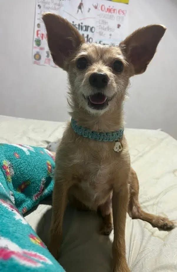 URGENTE CARRETERA PANAMERICANA Y TODOS SUS ALREDEDORES, SE BUSCA A DOKI

Se encontraba El Jarillo, Municipio  Guaicaipuro, estado Miranda.

Se agradece que si alguien lo ha visto se comunique al O416-4073733.