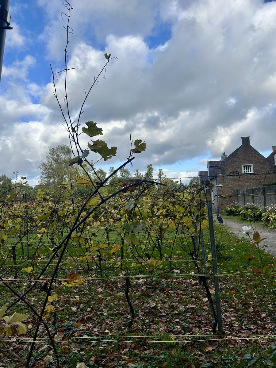 chrisbuijink's tweet photo. Mooi in @Gem_Oosterhout #PriorijSintCatharinadal; kloostergemeenschap van de #ZustersNorbertinessen, gesticht in #Wouw in 1271; sinds 1641 in #Oosterhout in slotje #DeBlauweCamer mét grote wijngaard & eigen wijnen https://t.co/0e1GAU6R03 https://t.co/DIcSXJaWSa