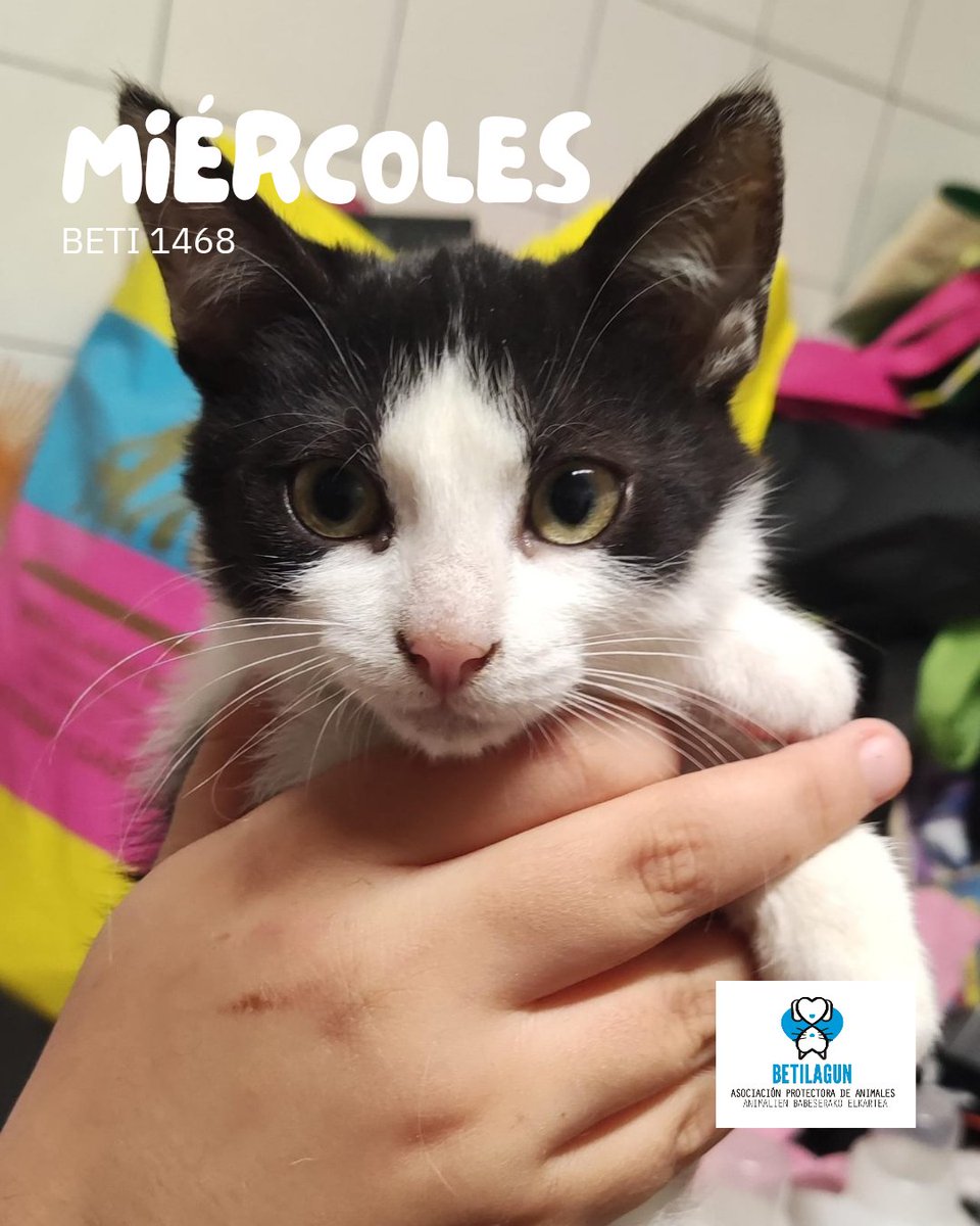 Miércoles busca una oportunidad. Es una hembra de tres meses con toda una vida por delante de cariño que compartir contigo.

#betilagun #protectoradeanimales #gatosvitoria #adoptaungato #acogeungato #acogeunanimal #gato #gatos #cat #cats #kitten #catlovers😻