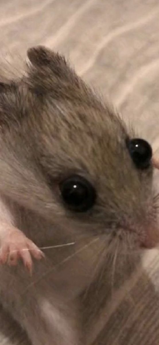 Tweets Of Hamster (@tweetsofhamster) on Twitter photo 