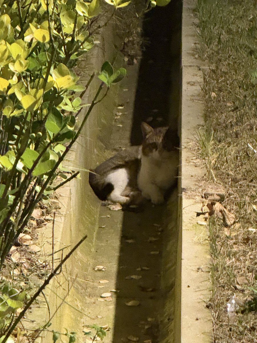 Beeee_yam_MemeMax⚡️ tweet media