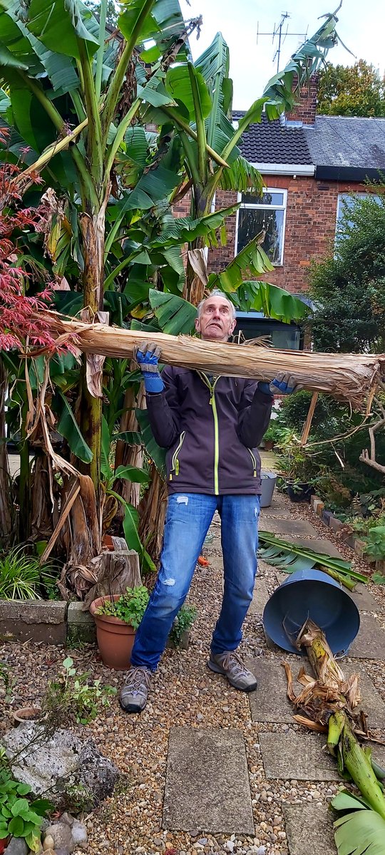 BeckGra's tweet photo. Trying to look all manly - holding up the bottom half of a stem from a sawn-down Banana Plant that had fruited this year. There was A LOT of Banana sap. Three others also got 'the chop'.
#Banana #bananaplant #Autumn #thechop #hull #eastyorkshire https://t.co/RkwCvLrALv