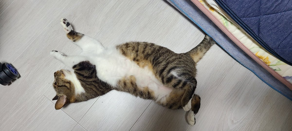 しゅーまい@テムジン (@noahghc01) / Posts / X