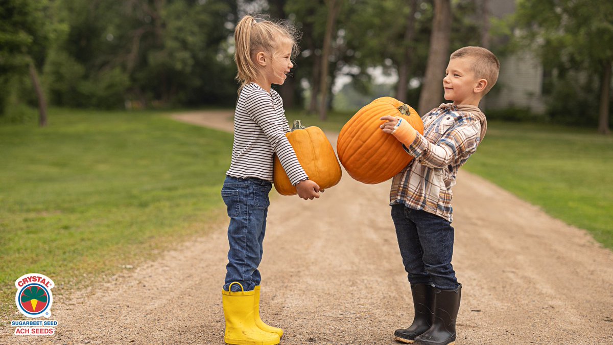 Crystal Beet Seed_ACH Seeds tweet media