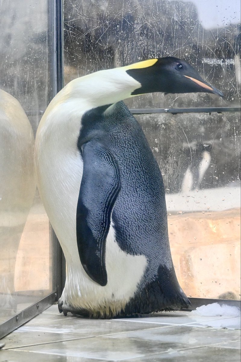 ぺんぎん705号 (@4rMv3u7Dyg2hC5R) / Posts / X