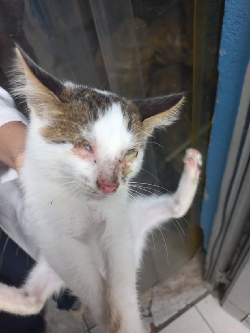 Yuva aranıyor..
İzmir/Çiğli’ de iki gözünü de kaybetmiş 1,5 aylık civarı olduğu tahmin edilen bu çocuk için yuva arıyoruz. Fotoğraf ilk bulunduğunda çekilmiş. Bulan kişiler operasyon yaptırmış fakat bakacak durumda olmadıkları için yuva arıyorlar. Tekrar sokağa dönmemesi için