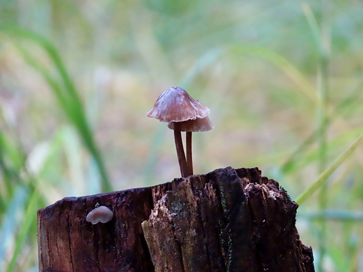 #goedemiddag 
Ze zijn zo fragiel en lijken erg kwetsbaar. De helmmycena, de draadsteelmycena  en de grote bloedsteelmycena. Prachtige zwammetjes om te zien en ook vrij klein. <a href="/paddenstoelen/">Unique Paddenstoelen</a> <a href="/pictureofNL/">Mooi Nederland 🇳🇱</a> 
Fijne zondag verder!🙋‍♀️