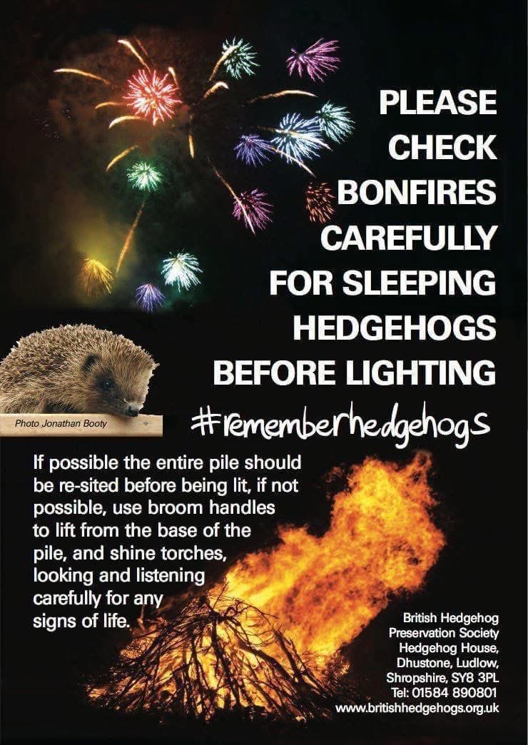 SolihullUpdates's tweet image. As #bonfire season approaches, the British Hedgehog Preservation Society has issued a reminder #RememberHedgehogs 🦔
