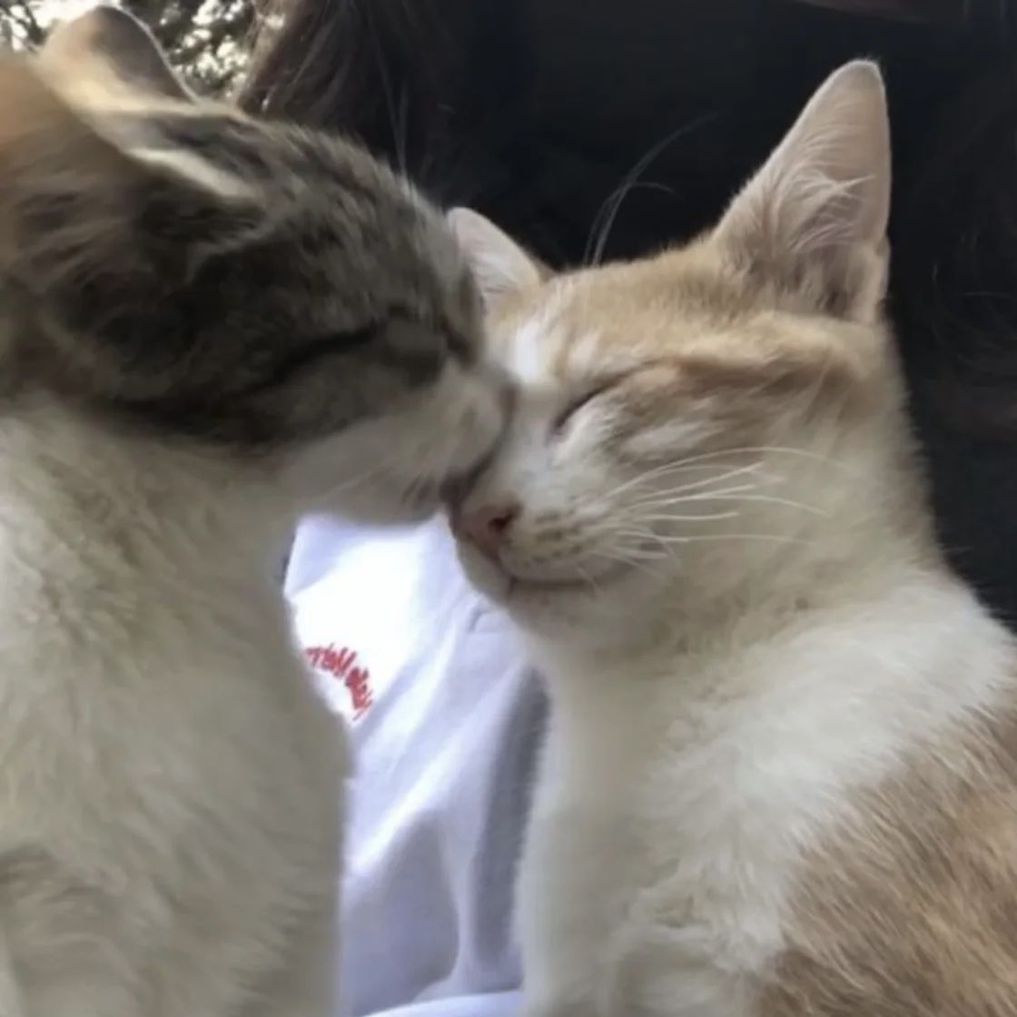 they are two cats in love (@wilmoncats) on Twitter photo 