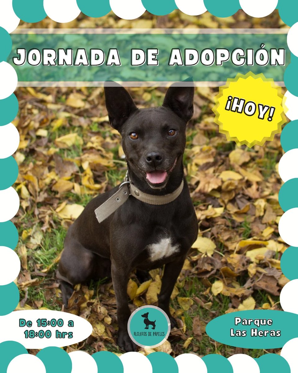 FlojitosDeP's tweet photo. HOY‼️▶️ Jornada de adopción 🐶

Estaremos en el Parque Las Heras con los Flojitos que buscan un hogar🏡

Los esperamos de 15 a 18 hs en Coronel Diaz y Peña 📍

Estaremos con nuestro stand de ventas y recibiendo donaciones. 

Ayúdanos compartiendo! ❤️ https://t.co/rBDLbXniTx