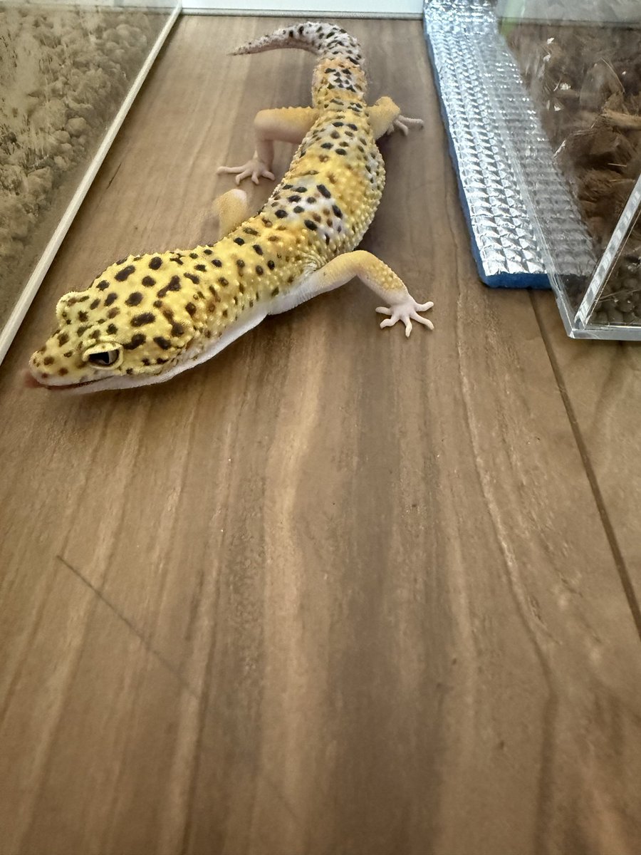 まだまだおチビちゃんだと思ってたけど、もうヤング～アダルトになろうとしてるのね🦎
#レオパ
#レオパードゲッコー