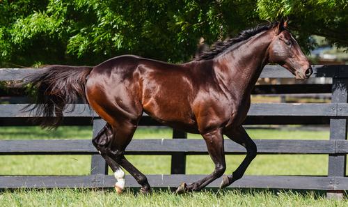 DarleyEurope's tweet photo. A second consecutive Stakes win for Love Words, a three-year-old daughter of #BluePoint, as she easily beats Zittella (#RavensPass) by nearly three lengths in the Listed Premio Buontalenta over a mile in Rome 🇮🇹
Congratulations to breeders Soc. Finanza Locale Consulting 👏 https://t.co/gCSZx1ep8I