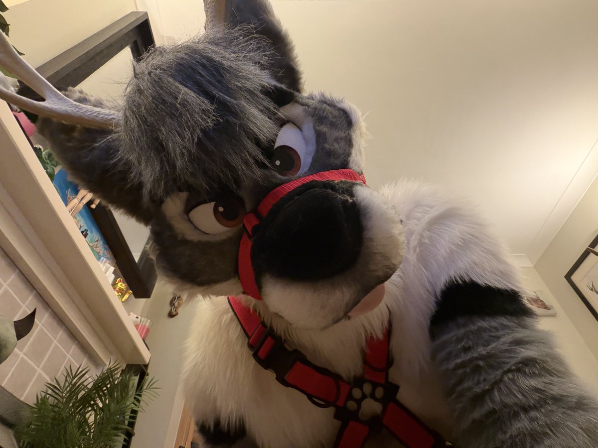 Hmm… Looks like he wants something…. 😼

#FursuitEveryday