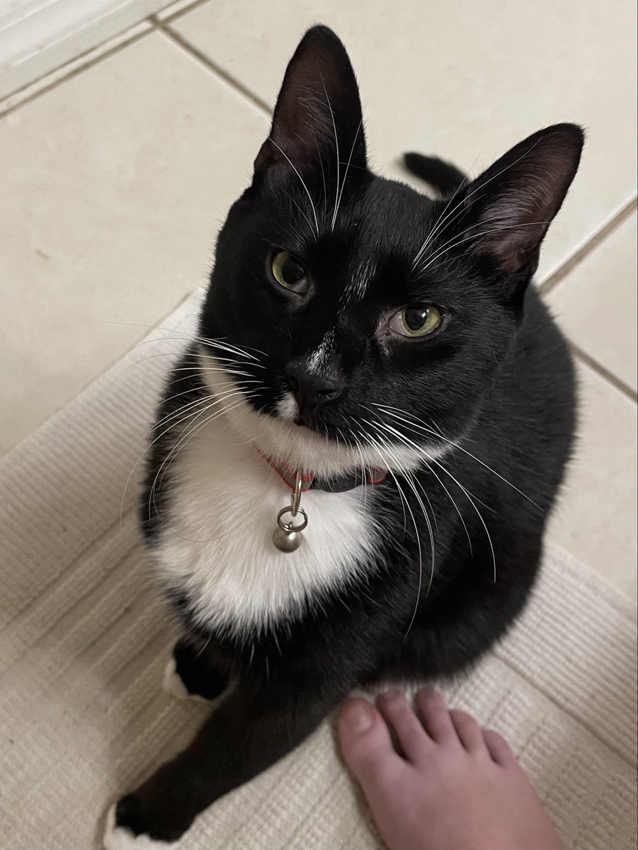 itzmefig's tweet image. me Fig did nots expects to hab to go sou soons, but im gone ober da rambow bridje 🌈

please rememberz me Fig whenebers you hav a yummy snack. Im not feels yucky anymores. I’m miss yuo alls.

thank you for lovingd me Fig, evuen if it waz for just a short whilez ❤️
im lob you &amp;lt;3