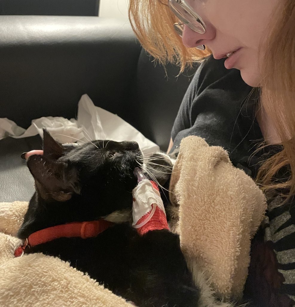 itzmefig's tweet image. me Fig did nots expects to hab to go sou soons, but im gone ober da rambow bridje 🌈

please rememberz me Fig whenebers you hav a yummy snack. Im not feels yucky anymores. I’m miss yuo alls.

thank you for lovingd me Fig, evuen if it waz for just a short whilez ❤️
im lob you &amp;lt;3