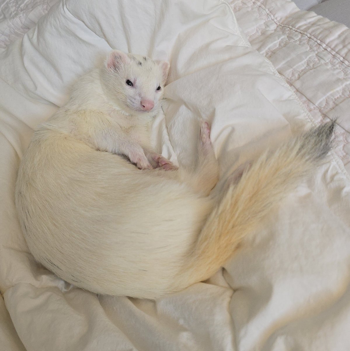 요즘근황!! 털빵빵 대지가 되었어요