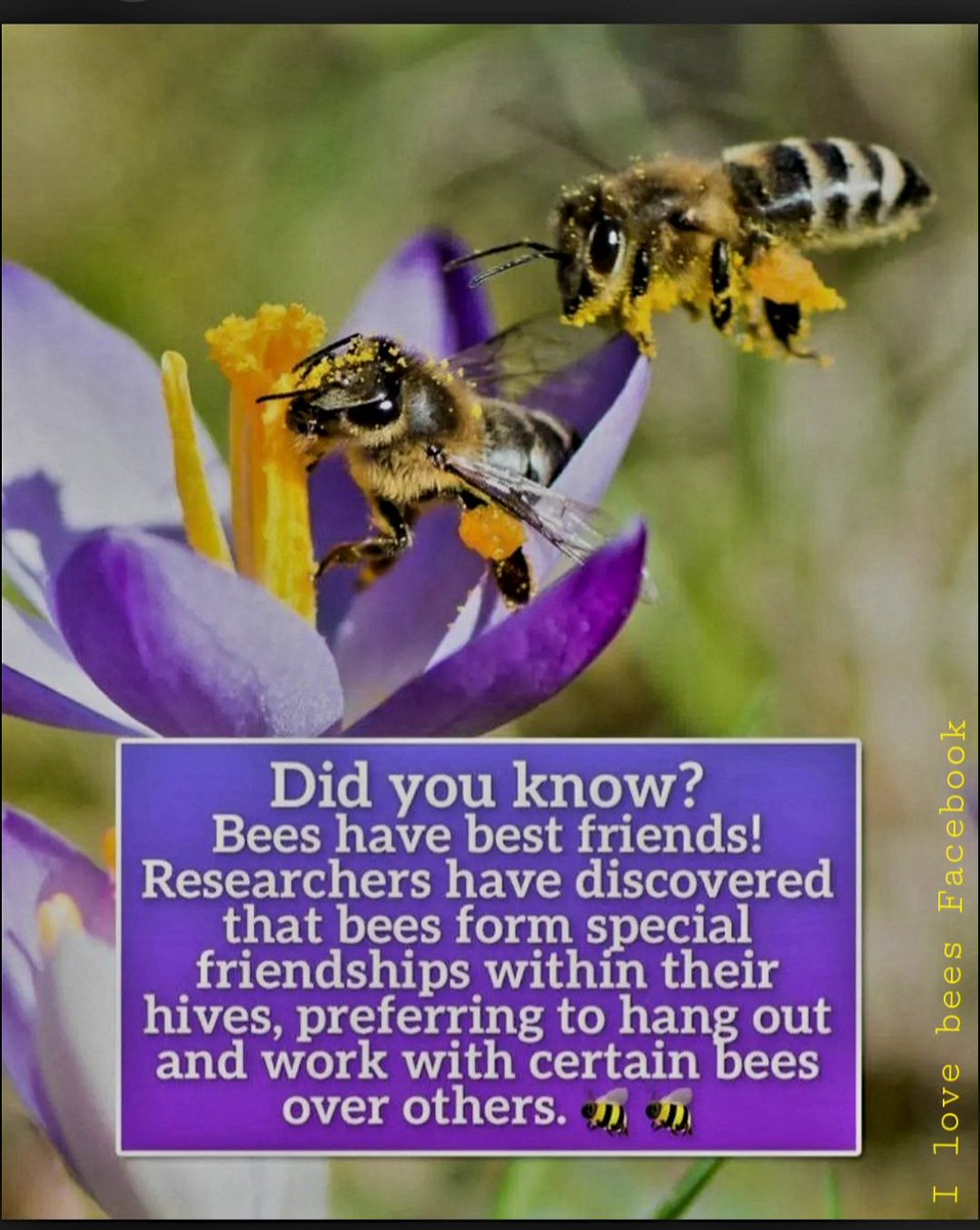 MeowMiya88's tweet photo. #savethebees 🐝
#bees #savethebee https://t.co/909zV5tT1b