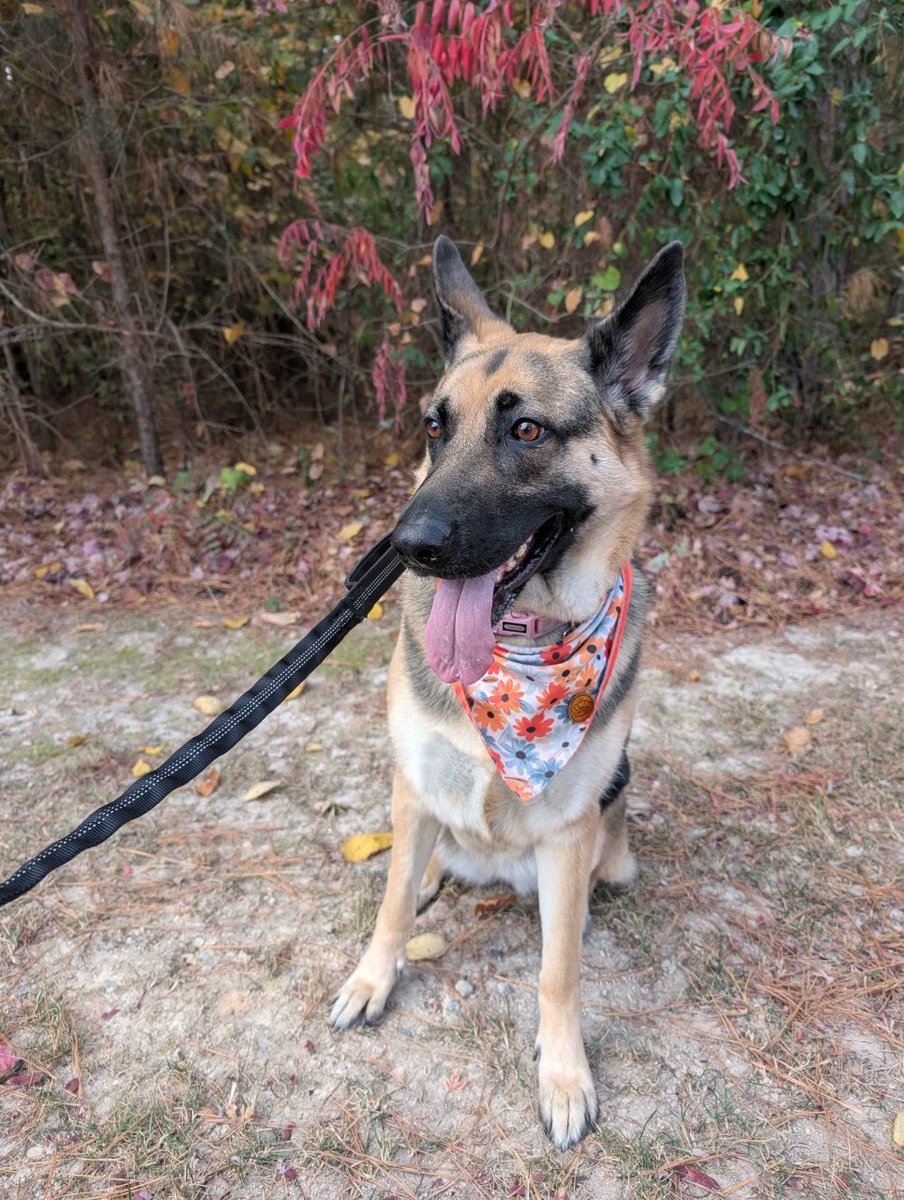 4 miles with Gretta this morning 🍁🍁 #loveliverun #gsdrunningbuddy