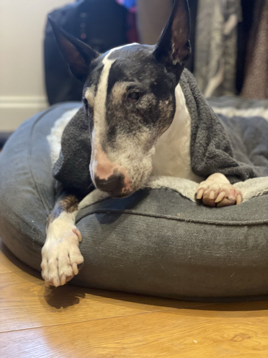 Not been doing very well on my legs &amp; been coughing a little , mum has just given me a nice warm bath to ease my bones &amp; given me lots of kisses too ..she says she loves me to the moon &amp; back ❤️❤️🐾🥹😞