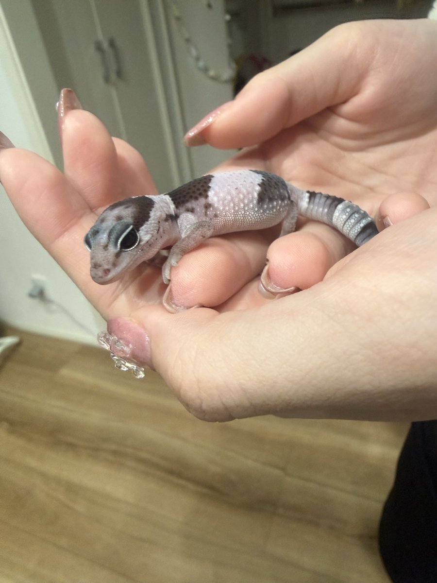 こちらはまだまだおチビちゃん🦎綺麗な長女の手のひらだと映えるね✨
#ニシアフ