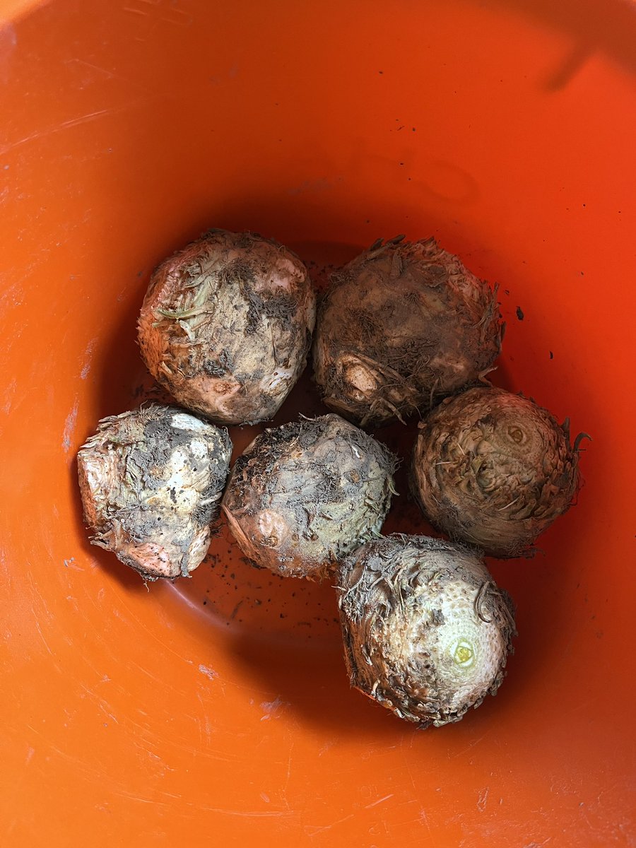 Rondje op de #akker. De tarwe is onderweg naar boven. <a href="/waterschap/">Scheldestromen</a> is druk bezig met onderhoud aan de waterlopen. Altijd al willen weten hoe de aardappelen gegroeid zijn die op uw bord liggen? Koop dan van af nu Sunita aardappelen bij <a href="/albertheijn/">Albert Heijn</a> en kijk terug op mijn tijdlijn.