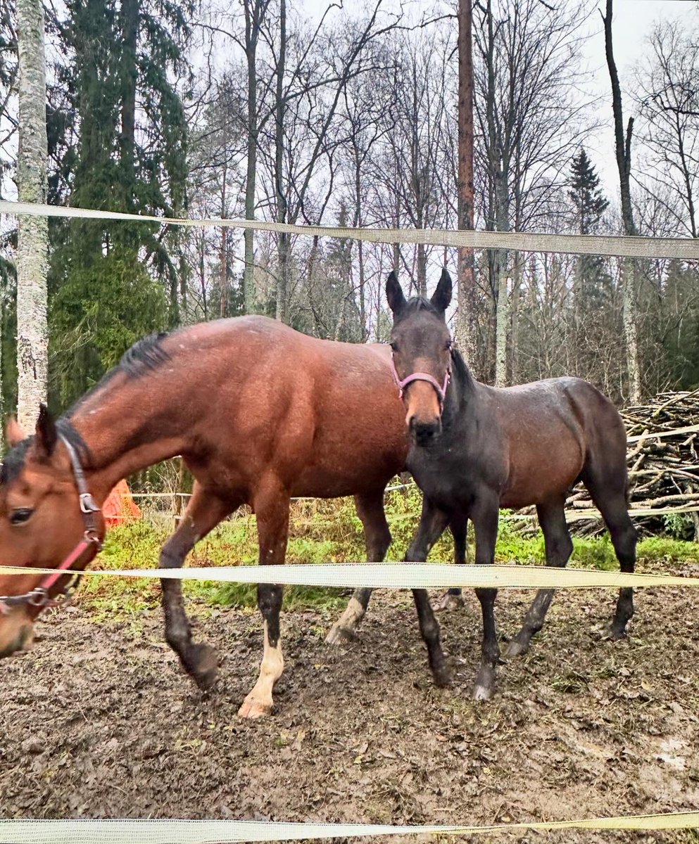 TiinaNaula's tweet image. Kävin tapaamassa kimppahevostani Conny Victorya eli Kostia, joka on syntynyt viime toukokuussa. Kuvissa ovat myös emä Edwina Orden ja kimpanvetäjä Petra Kiuru. ❤️ #hevonen #varsa #kimppahevonen #ravit #Loimaa