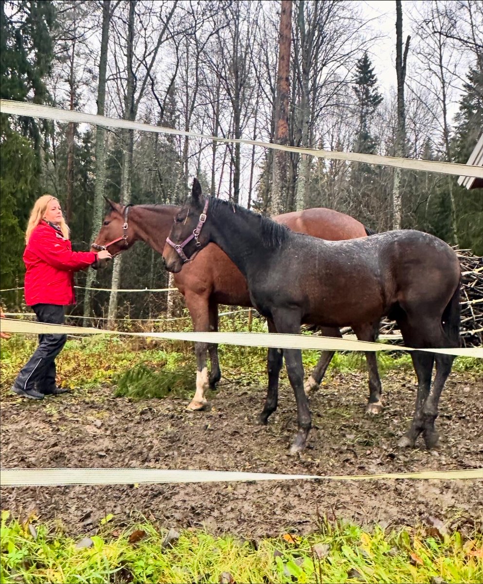 TiinaNaula's tweet image. Kävin tapaamassa kimppahevostani Conny Victorya eli Kostia, joka on syntynyt viime toukokuussa. Kuvissa ovat myös emä Edwina Orden ja kimpanvetäjä Petra Kiuru. ❤️ #hevonen #varsa #kimppahevonen #ravit #Loimaa