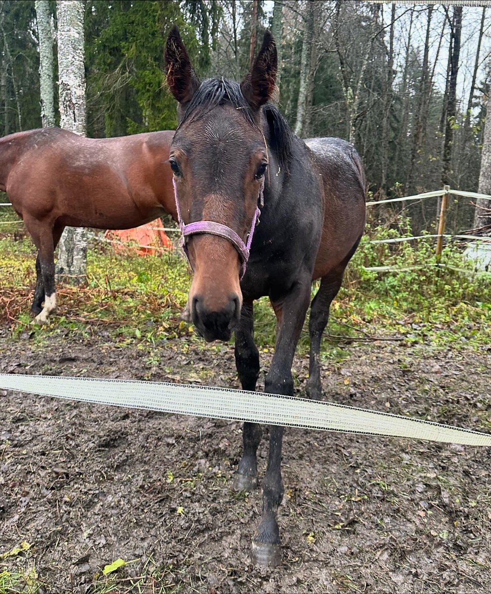 TiinaNaula's tweet image. Kävin tapaamassa kimppahevostani Conny Victorya eli Kostia, joka on syntynyt viime toukokuussa. Kuvissa ovat myös emä Edwina Orden ja kimpanvetäjä Petra Kiuru. ❤️ #hevonen #varsa #kimppahevonen #ravit #Loimaa