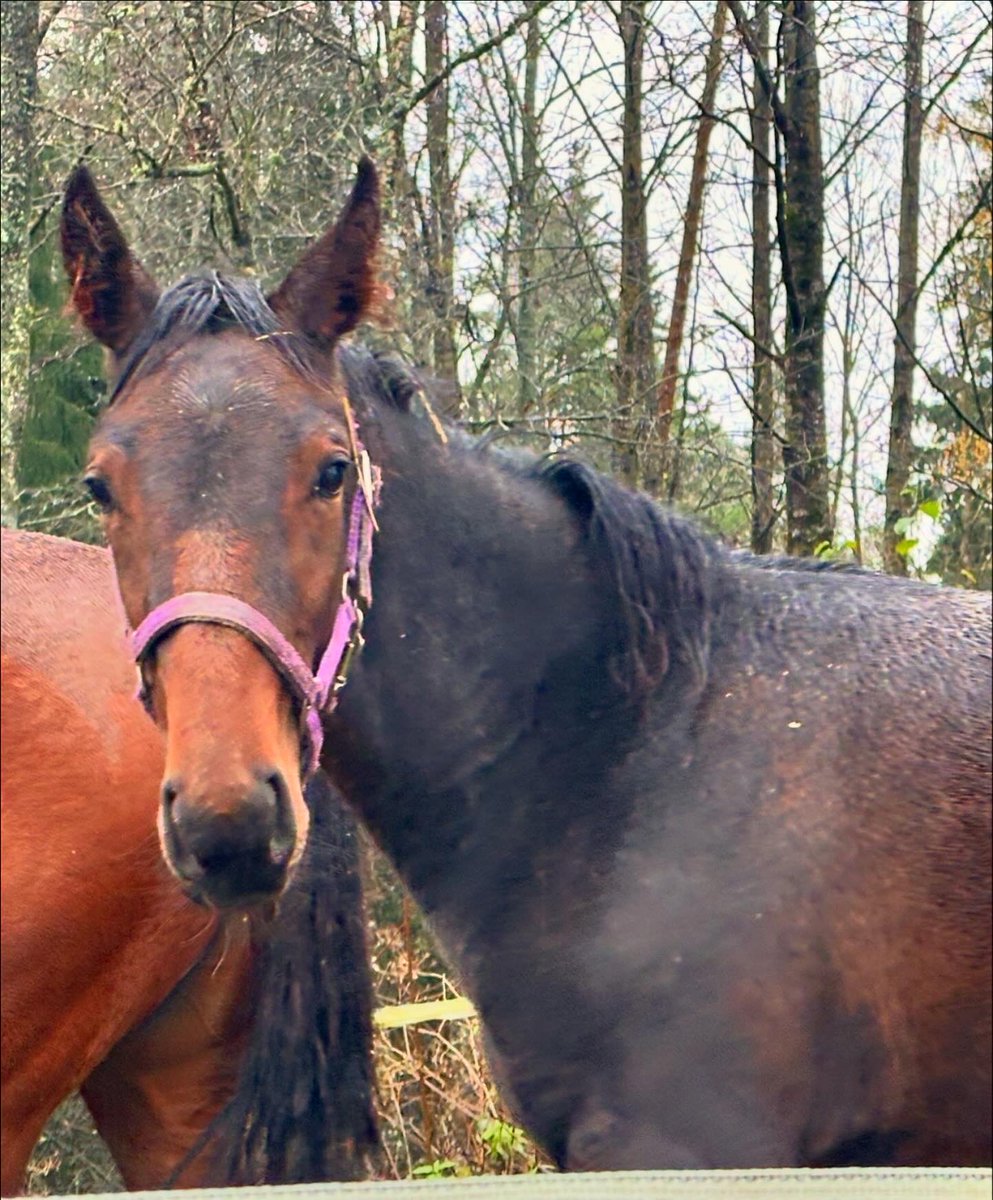 TiinaNaula's tweet image. Kävin tapaamassa kimppahevostani Conny Victorya eli Kostia, joka on syntynyt viime toukokuussa. Kuvissa ovat myös emä Edwina Orden ja kimpanvetäjä Petra Kiuru. ❤️ #hevonen #varsa #kimppahevonen #ravit #Loimaa