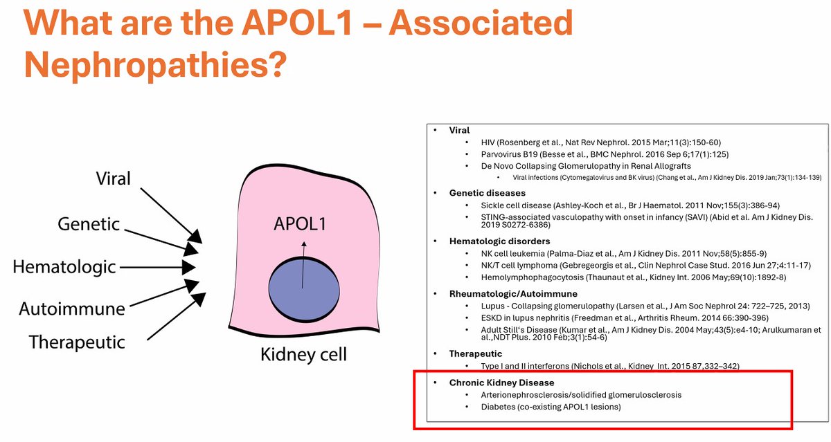 APOL1-associated nephropathies:
From Dr. Kelly Smith at <a href="/GlomCon/">GlomCon</a>