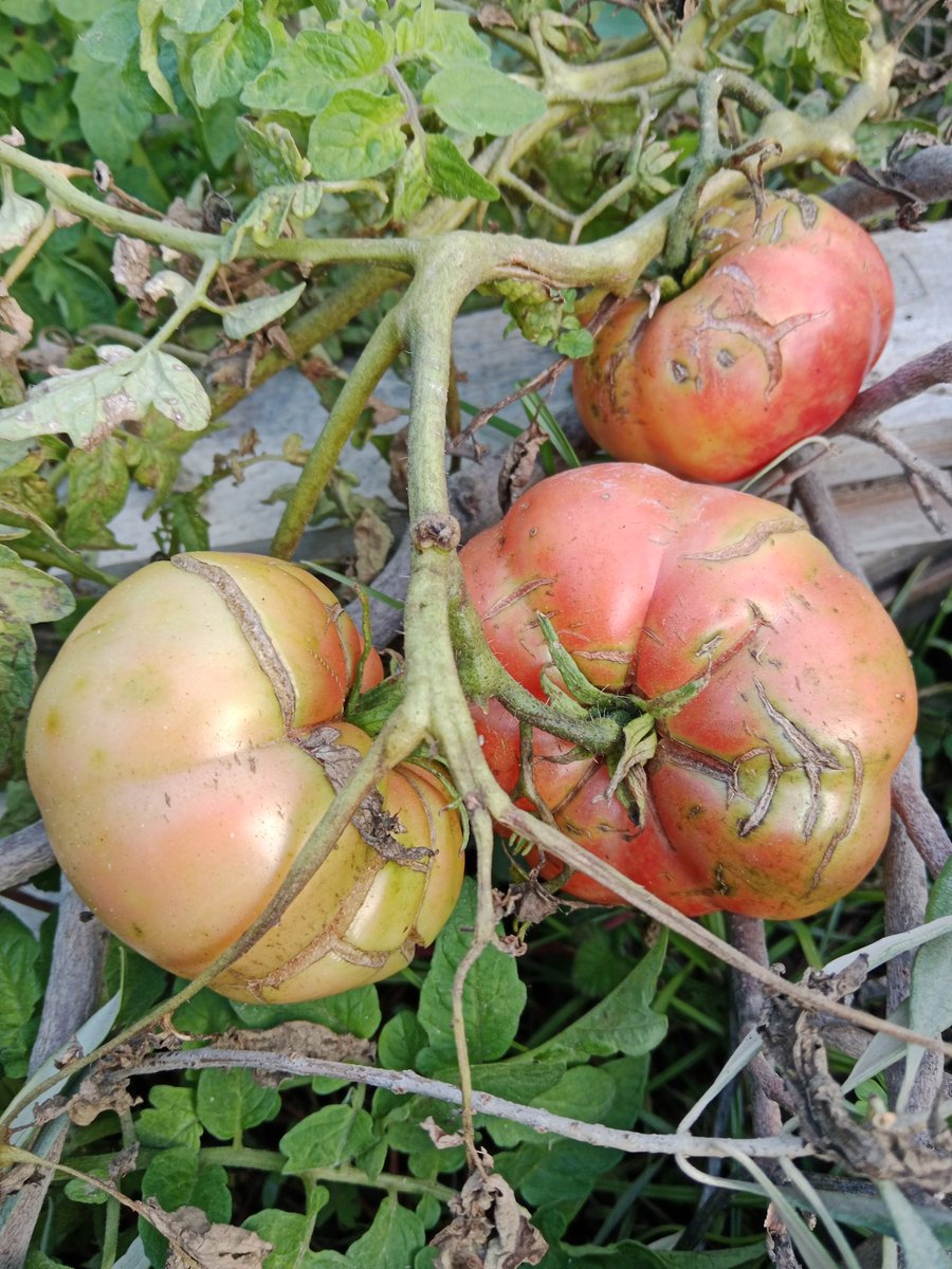 Son hafta üst üste yağmurlarla biraz yıpransada, tohum alımına nihayet yetişmek üzere.
Balıkesir Pembesi.