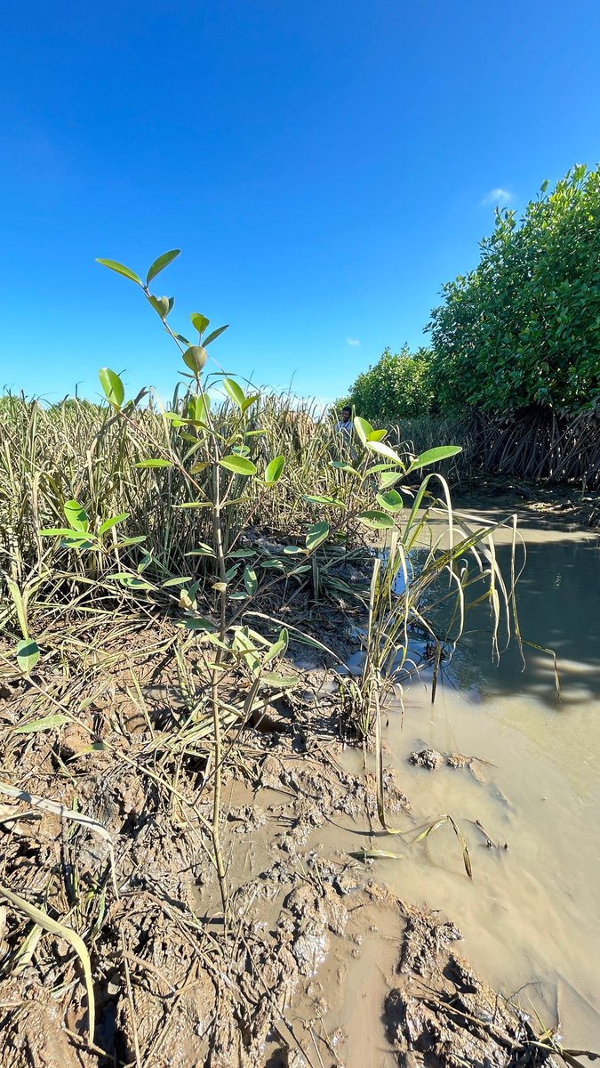 Odisha Paryavaran Sanrakshan Abhiyan Trust tweet media