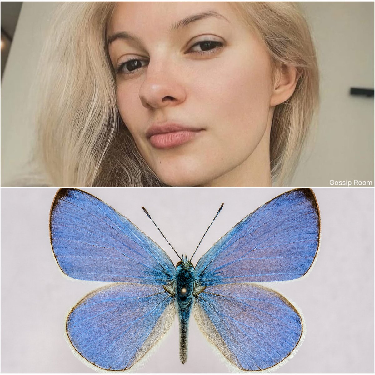 L_ThinkTank's tweet image. [ 🇺🇸 ÉTATS-UNIS ]

🔸 Iryna Zarutska, réfugiée ukrainienne de 23 ans poignardée à mort dans un tramway à Charlotte, vivra désormais à travers le nom « Iryna’s Azure » attribué à une nouvelle espèce de papillon aux ailes bleu-violettes, découverte en Caroline du Sud. 

💬 Le…