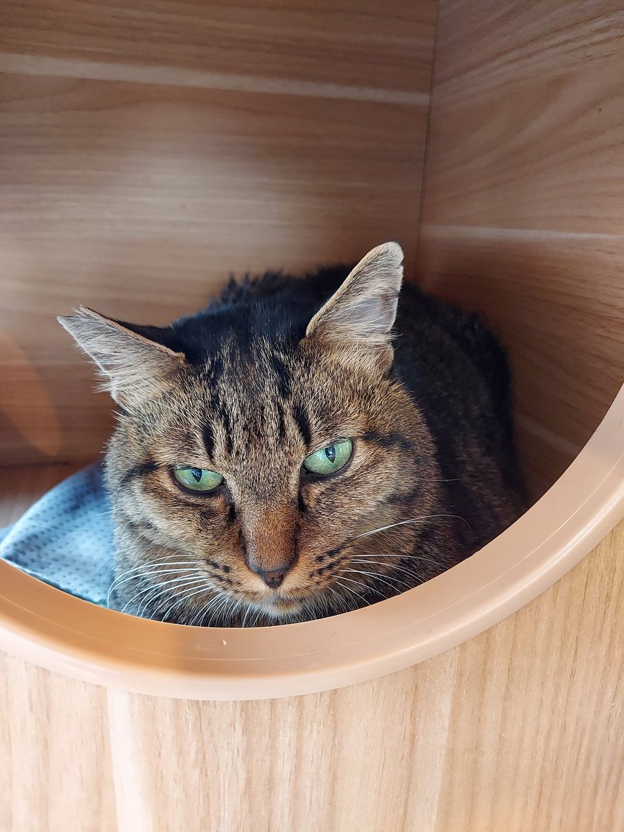 ゆのじ (@bicolorcat0573) / Posts / X