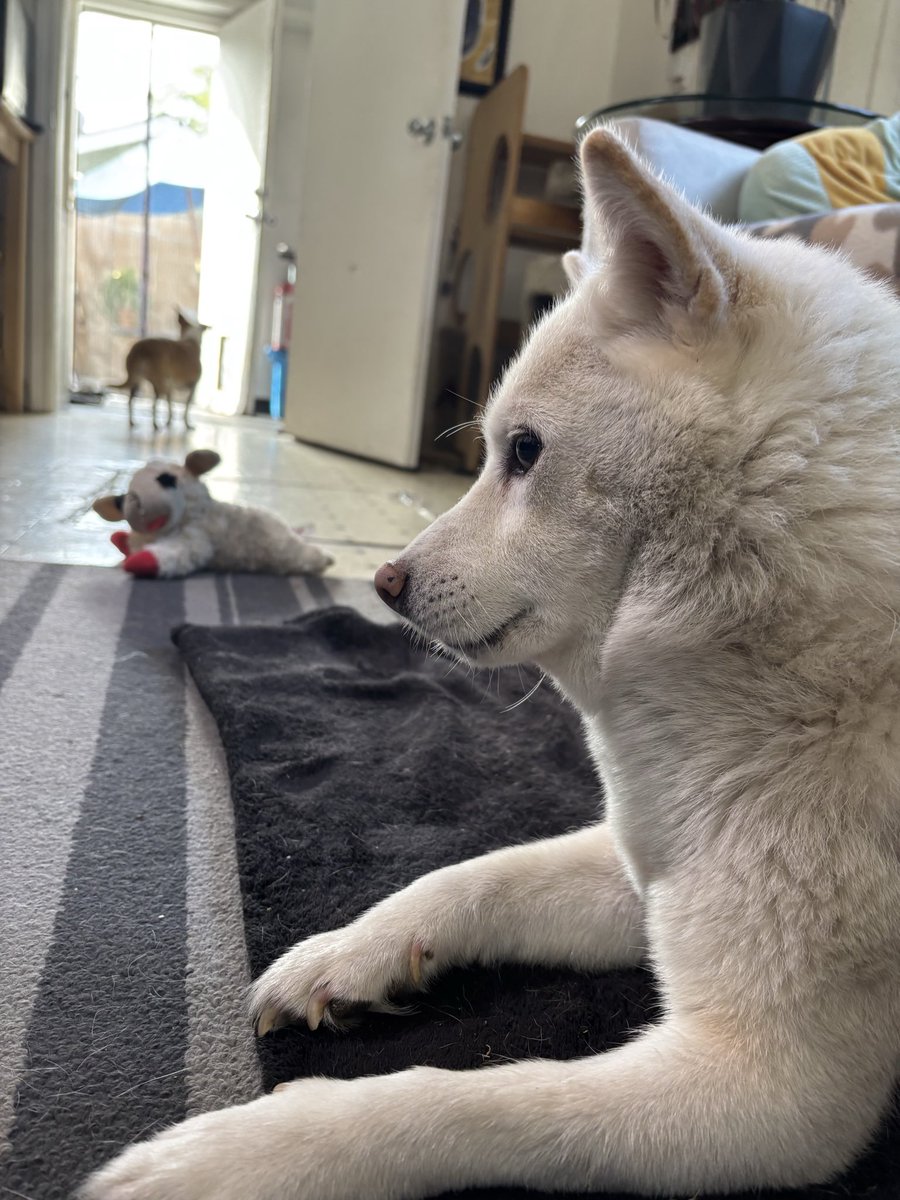 Star on Solana tweet media