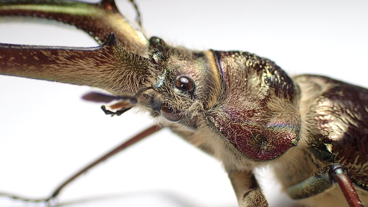 エクアドル産 コルベイシワバネクワガタ 31mm エクアドル産 コルベイシワバネクワガタ 31mm エクアドル産コルベイ