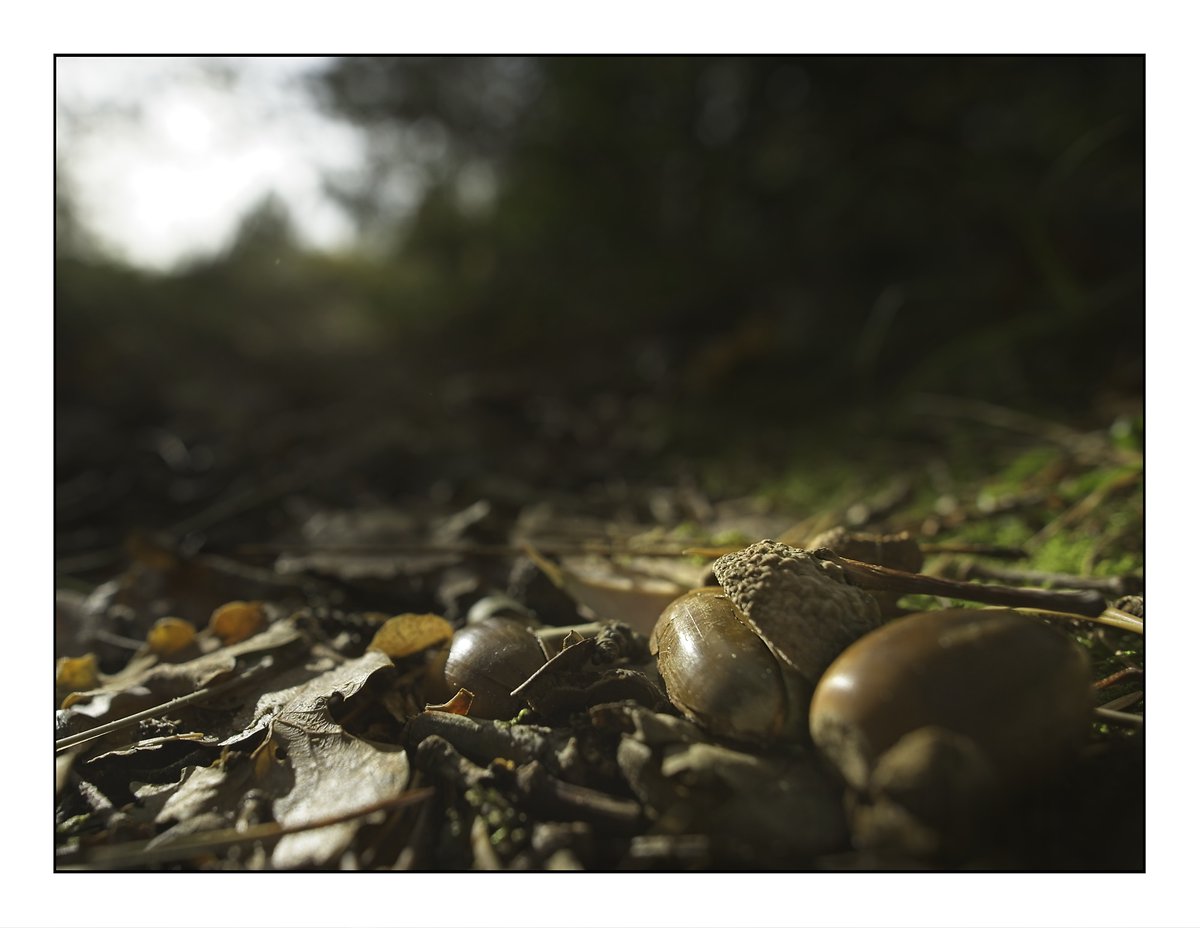 #herfst op #Terschelling vanuit kabouter perspectief