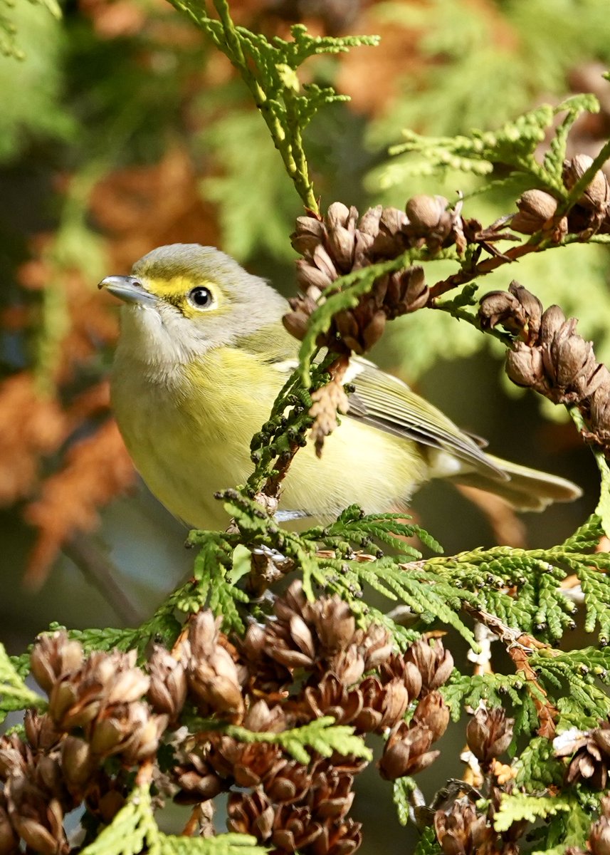 BirdNerdNYC's tweet photo. White-eyed Vireo this morning in Green-Wood. Lifer for me! @BirdBrklyn https://t.co/9i0qmD9fD1