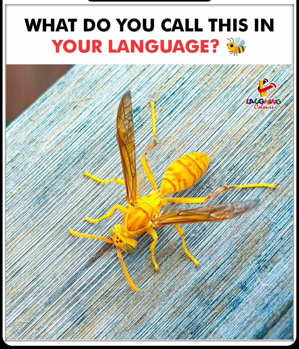 आप अपनी भाषा में इसे क्या बोलते हैं??