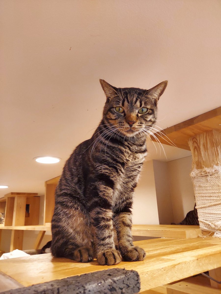 ねこさん② たまご爪とぎ&トラックボールトイ付きニワトリさんキャット