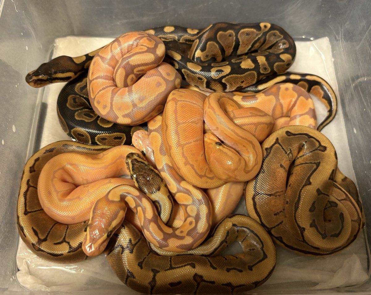 ☺︎様 かえるのピクルス】ポケットピクルス（おひさま）184696-23