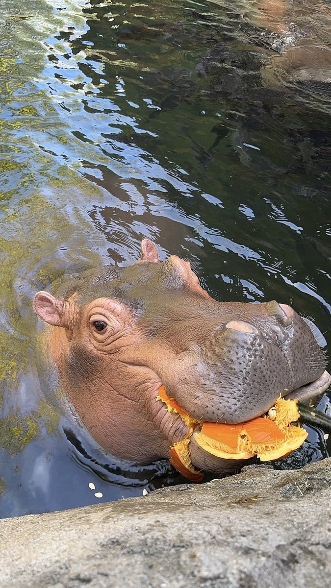 Happy National Pumpkin Day from Hippo Cove!!