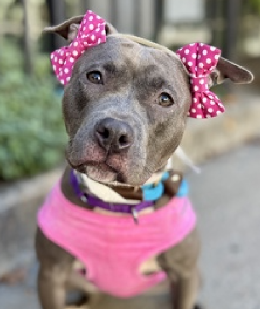 #sundayvibes 
#Puppies 

Lookie the bows are out 
Skylar wants to go home

Strike a pose 
#Vogue 

#AdoptMe 
nycacc.app/#/browse/239341