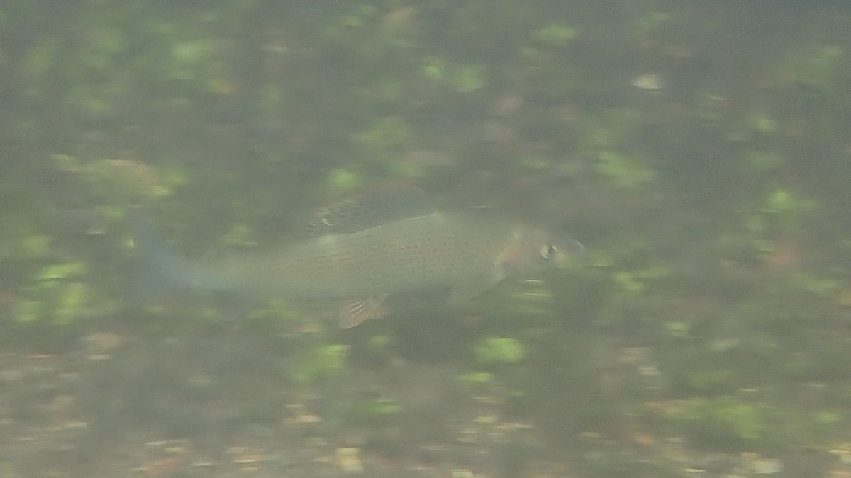 numenini's tweet photo. Delighted to have my 1st swim in catchment of that iconic Wessex #chalkstream, the River Test, &amp; only my 2nd with European Grayling (1st was in Itchen). Also plenty Brown Trout, 9-24 inches long but no parr, &amp; oodles of Minnows. #MySwim #Chalkstreams #TeamFish #BrownTrout🧵1/7 https://t.co/61H8Gx7yiE