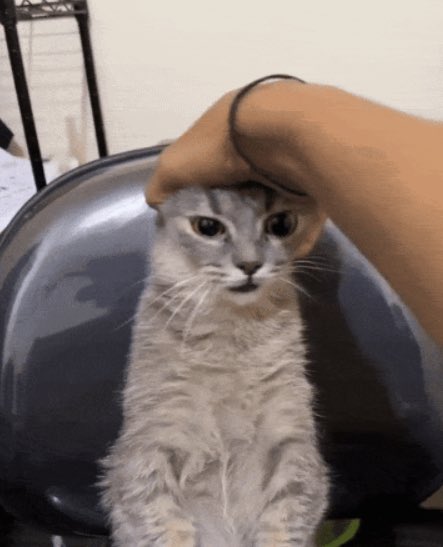 stupid fucking avocado tweet media