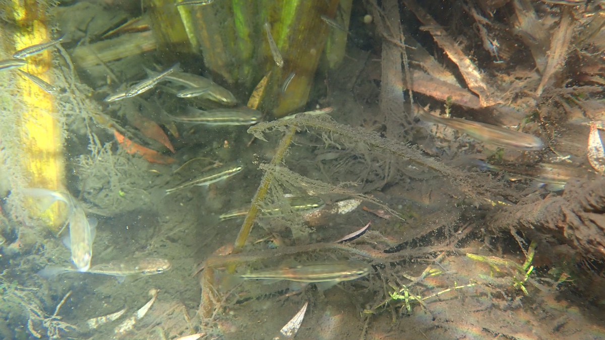 numenini's tweet photo. Delighted to have my 1st swim in catchment of that iconic Wessex #chalkstream, the River Test, &amp; only my 2nd with European Grayling (1st was in Itchen). Also plenty Brown Trout, 9-24 inches long but no parr, &amp; oodles of Minnows. #MySwim #Chalkstreams #TeamFish #BrownTrout🧵1/7 https://t.co/61H8Gx7yiE