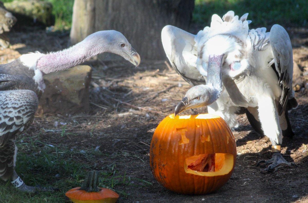 Oh my gourd! It’s National Pumpkin Day and we’re celebrating pumpkin season around the Zoo. 🎃 

We’re staying open until 9:30pm now through Oct. 30 for Zoo Boo Extended Hours. Plan your fall visit at houstonzoo.org.