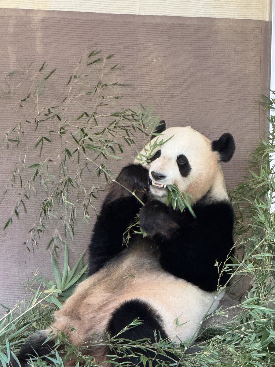 成都大熊猫繁育研究基地